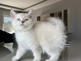 British Shorthair Asil Erkek