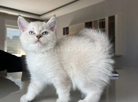 British Shorthair Asil Erkek görsel