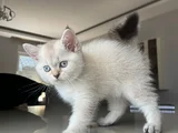 British Shorthair Asil Erkek