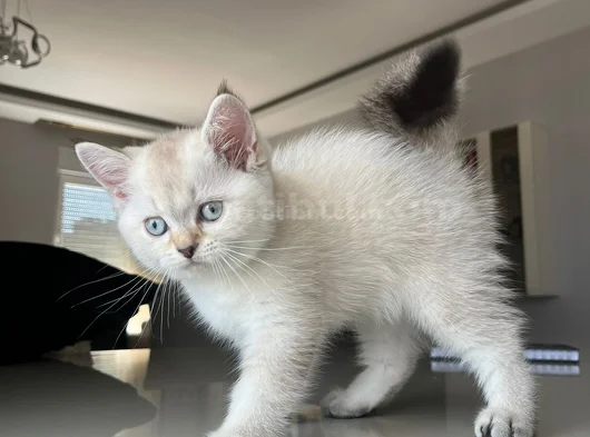 British Shorthair Asil Erkek görsel