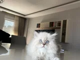 British Longhair Yakışıklı Afacan