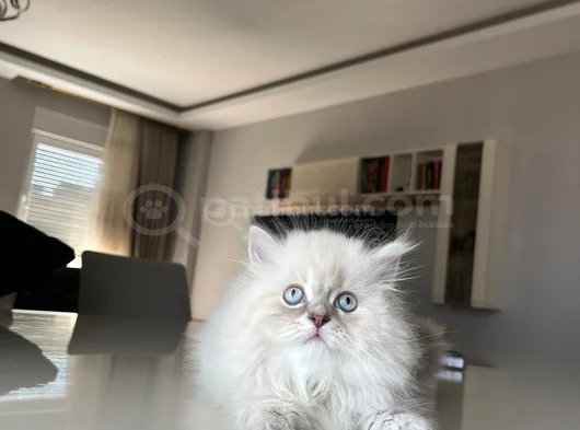 British Longhair Yakışıklı Afacan görsel