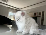 British Longhair Yakışıklı Afacan