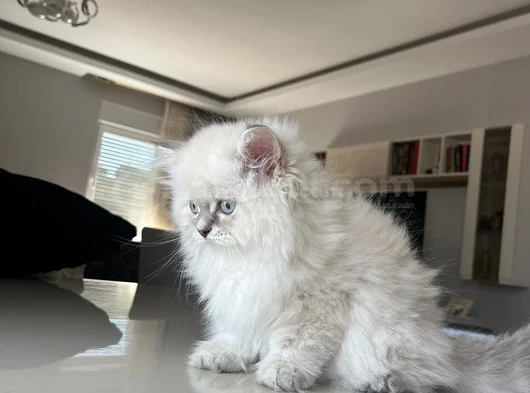 British Longhair Yakışıklı Afacan görsel