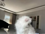 British Longhair Yakışıklı Afacan
