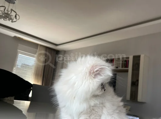 British Longhair Yakışıklı Afacan görsel