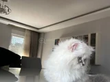 British Longhair Yakışıklı Afacan