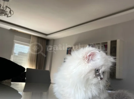 British Longhair Yakışıklı Afacan görsel