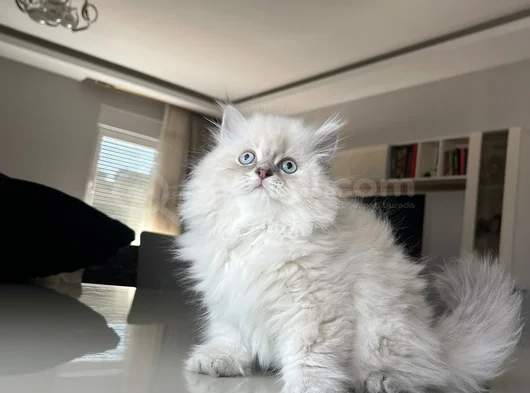 British Longhair Yakışıklı Afacan görsel