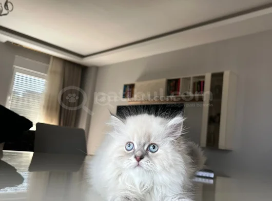 British Longhair Yakışıklı Afacan