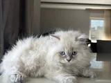 British Longhair Yakışıklı Afacan