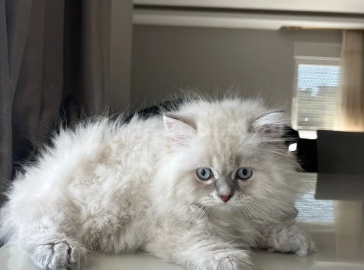 British Longhair Yakışıklı Afacan görsel
