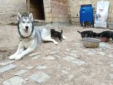 ANNE ALTINDAN SAFKAN HUSKY YAVRULARI