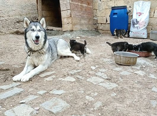 Anne Altindan Safkan Husky Yavrulari