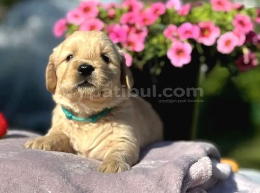 Şişko Golden Bebekler görsel