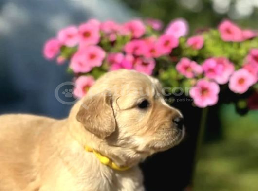 Şişko Golden Bebekler görsel