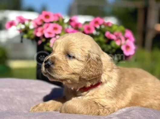 Şişko Golden Bebekler görsel