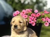 Şişko golden bebekler