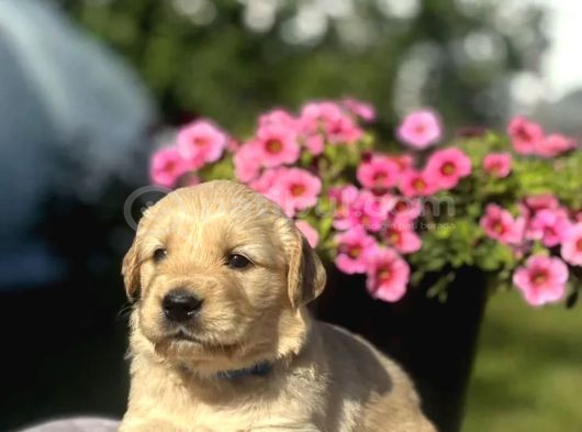 Şişko Golden Bebekler