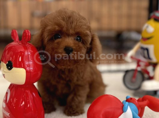 Minik Poodle Yavrularımız
