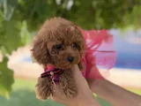 Orijinal Toy Poodle Kızımız