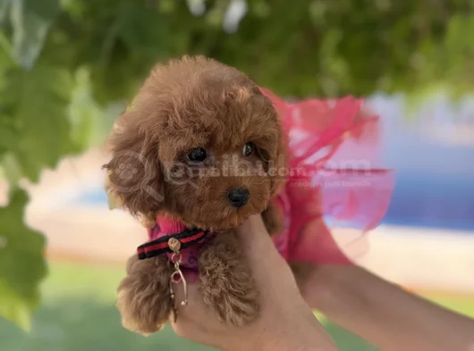 Orijinal Toy Poodle Kızımız görsel