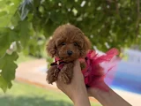 Orijinal Toy Poodle Kızımız