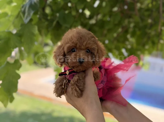 Orijinal Toy Poodle Kızımız görsel
