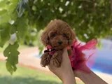 Orijinal Toy Poodle Kızımız