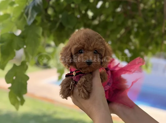 Orijinal Toy Poodle Kızımız görsel