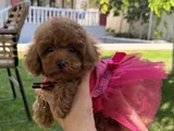 Orijinal toy poodle kızımız