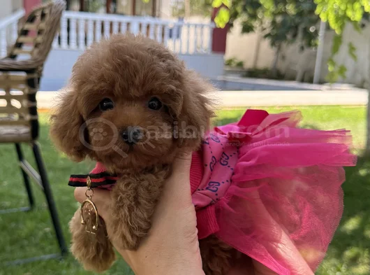 Orijinal Toy Poodle Kızımız