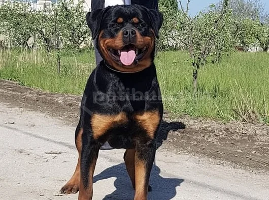 Koca Kafa Rottweiller Yavrular Burkemden