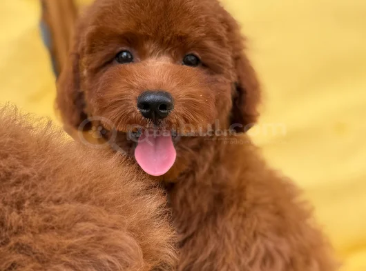 Toypoddle Yavrularımız görsel