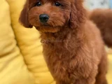 Toypoddle Yavrularımız