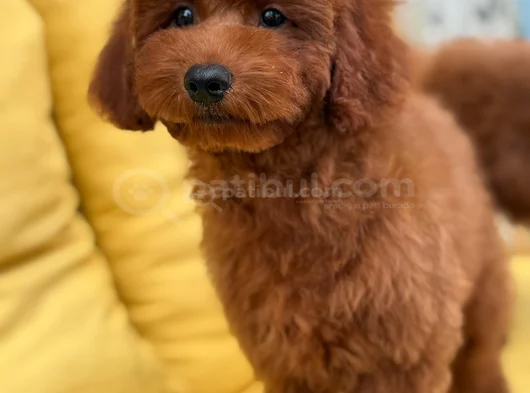 Toypoddle Yavrularımız görsel