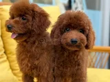 Toypoddle yavrularımız