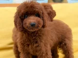 Toypoddle Yavrularımız
