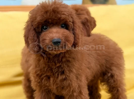 Toypoddle Yavrularımız görsel