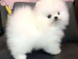 Dişi erkek pomeranian boo yavrularımız