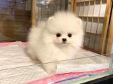 Dişi Erkek Pomeranian Boo Yavrularımız