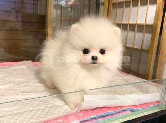 Dişi Erkek Pomeranian Boo Yavrularımız görsel