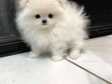 Dişi Erkek Pomeranian Boo Yavrularımız