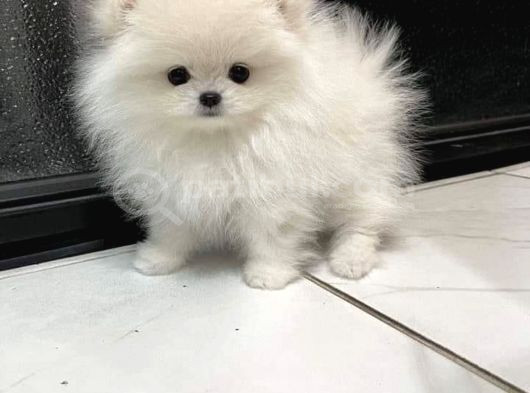 Dişi Erkek Pomeranian Boo Yavrularımız görsel