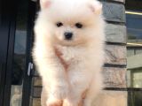 Dişi Erkek Pomeranian Boo Yavrularımız