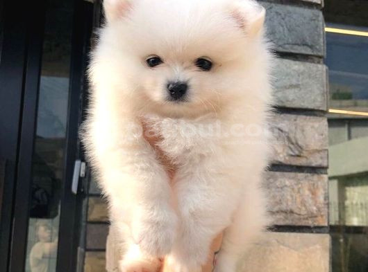 Dişi Erkek Pomeranian Boo Yavrularımız görsel