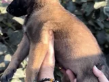 Harika Anatomi Üst Kalite Belçika Kurdu Yavrular