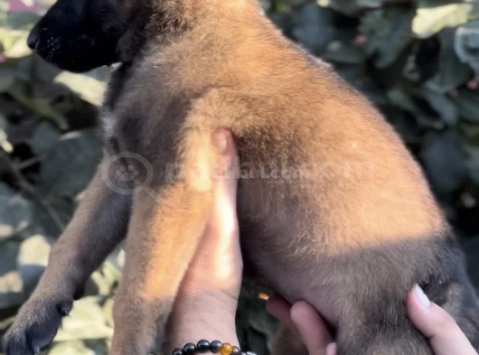 Harika Anatomi Üst Kalite Belçika Kurdu Yavrular görsel