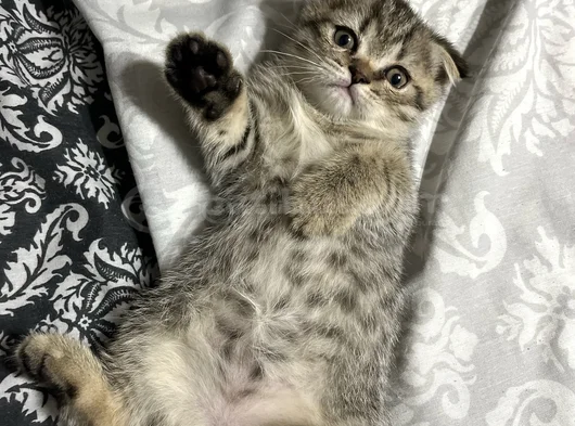 Dişi Scottish Fold 2 Aylık görsel