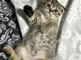 2 aylık scottish fold dişi
